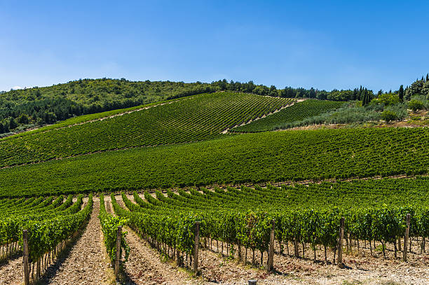istock Vineyard in Tuscany, Italy 625907450