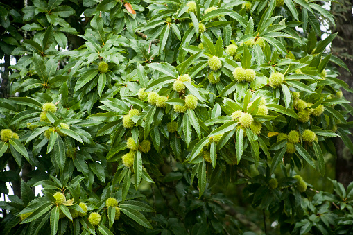 Chestnut husks hanging from a large chestnut tree.