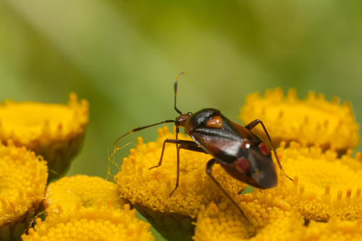 Digital photo of a malachite beetle, Malachius bipustultus feeding on caraway, Carum carvi.