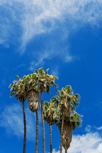 istock Palm trees over blue sky background. Andalusia, Spain, Europe. 625909090