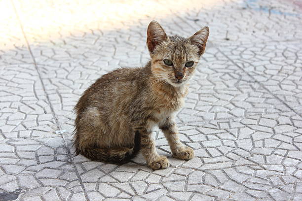 Felids of Athens, Piraeus