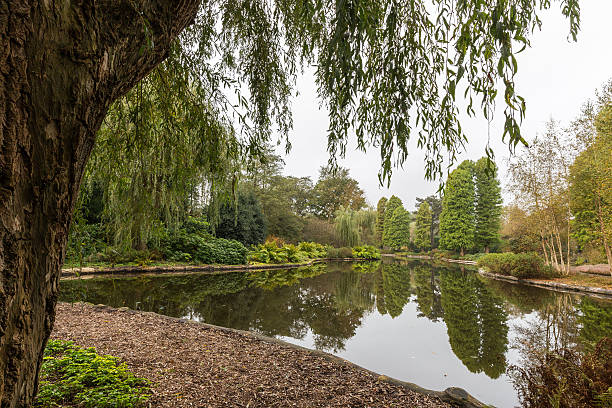 istock Scenic view in botanical garden framed by a weeping willow 625909780