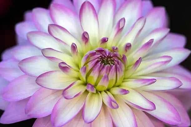 Close-up of white-lilac dahlia flower in the summer garden. Macro photography of nature.