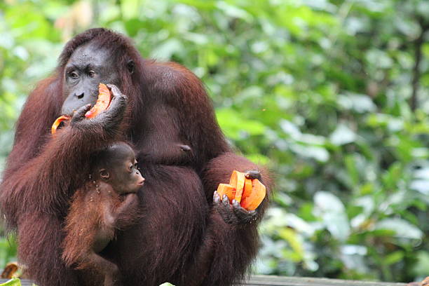 istock Mother and baby Orangutan 625910498