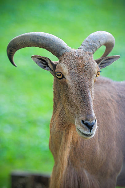 istock portrait of a mountain goat 625916374