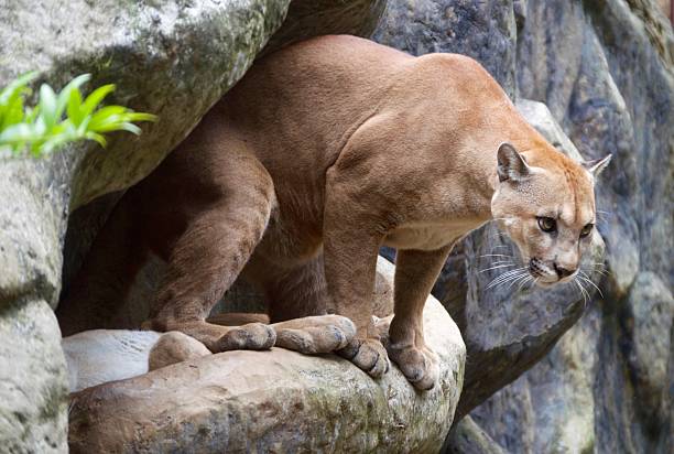 istock Mountain Lion Prepares to Jump 625916758