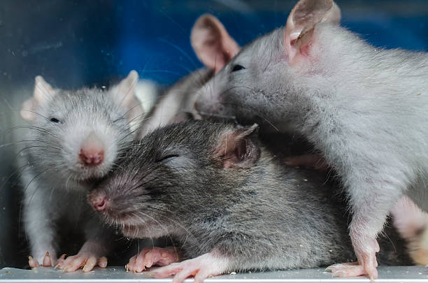istock laboratory rat behind the glass 625917160