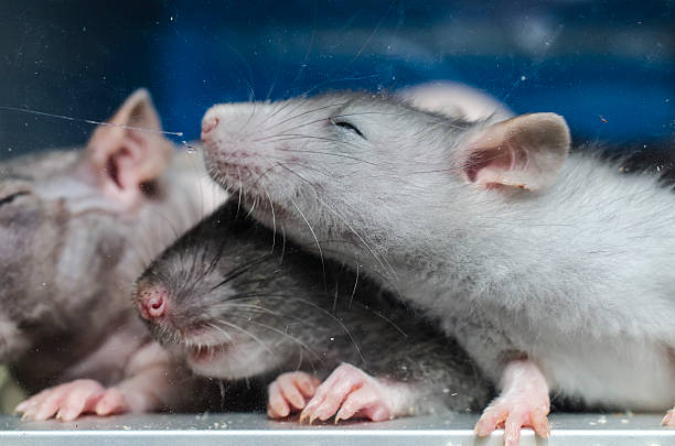 istock laboratory rat behind the glass 625917232