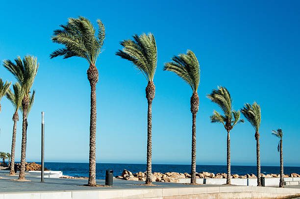 istock Sea promenade flanked by palms 625917448