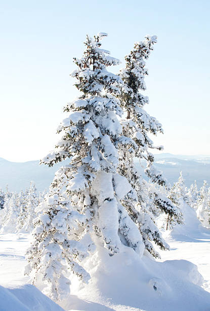 istock Snow-covered spruces. Winter forest. Ural landscape 625917610