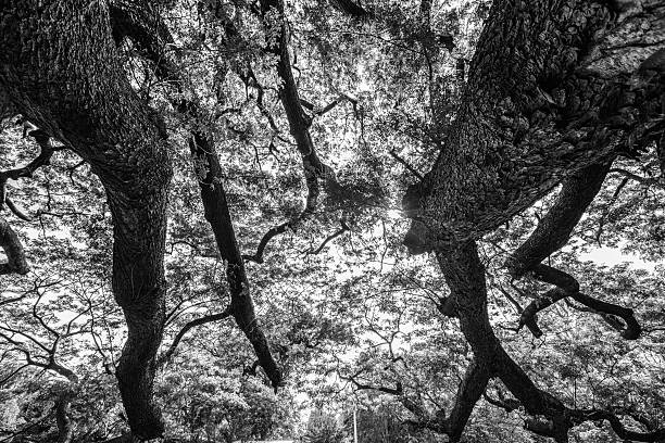 istock Old tree isolated on white background photographed, 625917916