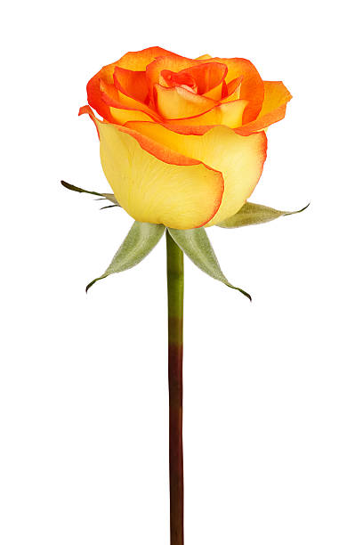 istock Bud of yellow rose 625918746