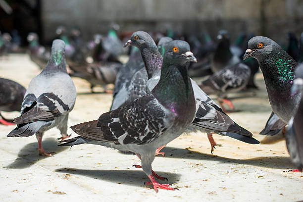 istock Pigeons in street 625926502