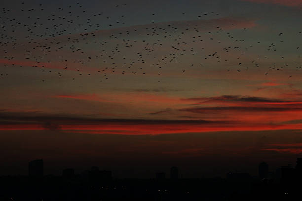 istock Sky city background and birds 625926722