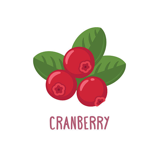 Vector cranberry icon Vector carnberry icon. Flat cartoon illustration cranberry stock illustrations