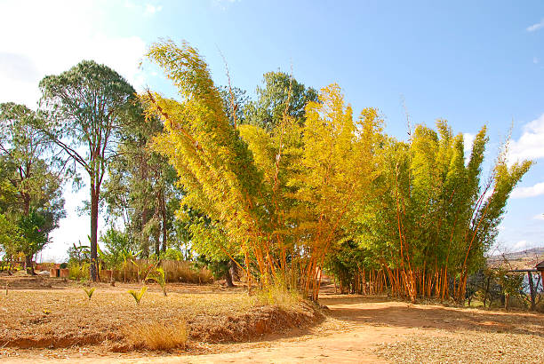 Bamboo - Material, Circle, Fence, Material, Plant