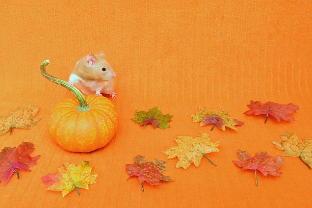 Thanksgiving Golden Hamster stock photo