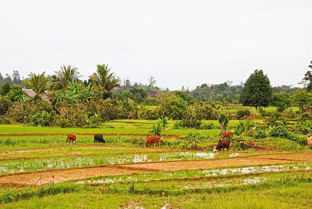 istock Panoramic view of Madagascar landscape 625936248