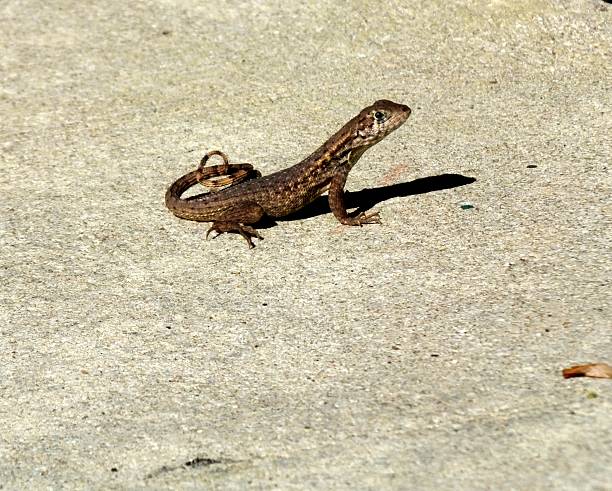 Northern Curly-tailed Lizard (Leiocephalus carinatus) Northern Curly-tailed Lizard resting on the sidewalk.	 northern curly tailed lizard leiocephalus carinatus stock pictures, royalty-free photos & images