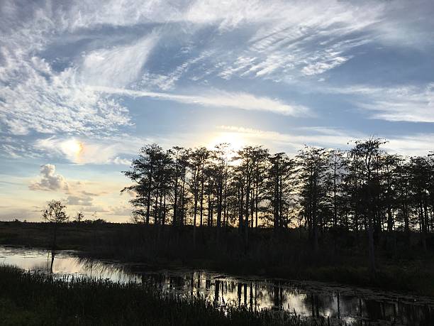istock sunset in the swamp of Florida 625937486