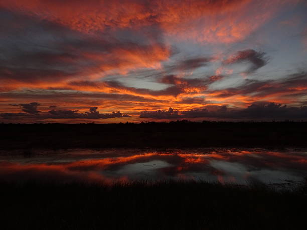 istock amazing multi-colored sunset in the swamp 625937658