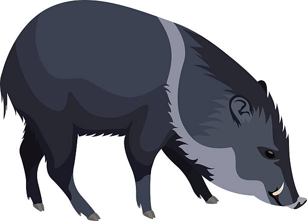 vektor wildschwein peccary - nabelschwein stock-grafiken, -clipart, -cartoons und -symbole
