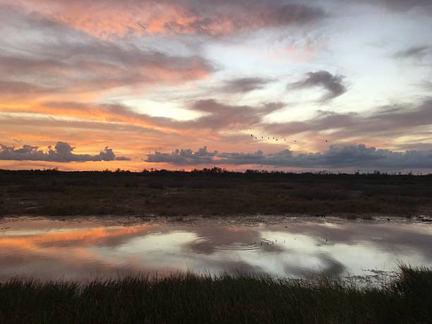 istock amazing swamp sunset at twilight 625940358