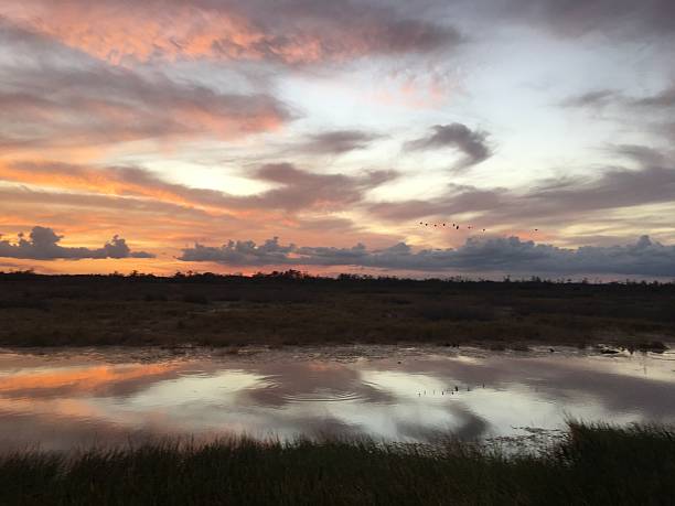 istock amazing swamp sunset at twilight 625940396