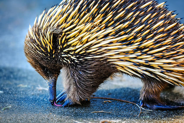 echidna léchant l’eau - echidna photos et images de collection