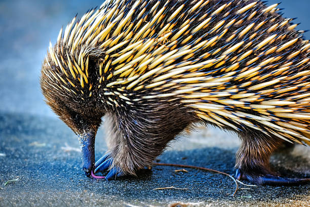 Echidna licking water Australian native ant eater having a drink echidna stock pictures, royalty-free photos & images