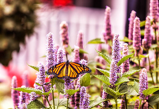 Monarch Butterfly Pollinating Hyssop Flower Blossoms Fully mature female Monarch Butterfly (Danaus plexippus) looking for nectar and pollinating an August mid-summer Hyssop plant flower blossom in a front yard flower garden at a suburban house in the Western New York State Finger Lakes Region near Rochester, NY, USA. finger lakes stock pictures, royalty-free photos & images