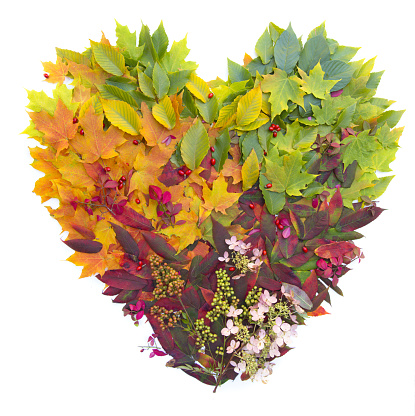 Leaves forming a colorful heart shape