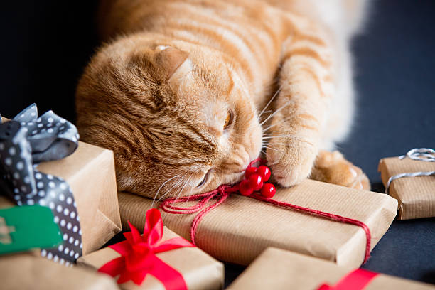 istock Ginger cat and christmas gifts 625943202