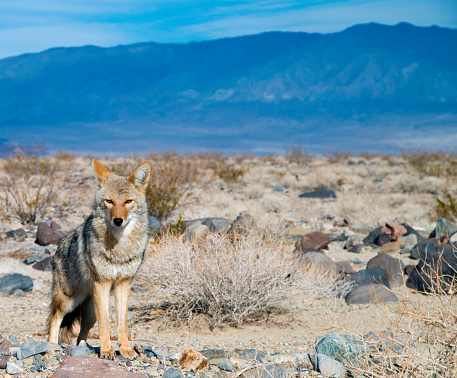 This image was taken while driving through Death Valley National Park in California in January. It shows a coyote that ventured close to a main road crossing the park.
