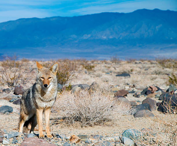 desert coyote watching you - desert animals imagens e fotografias de stock