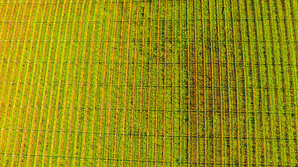 istock Vineyards Rows in Napa Valley, Northern California 625945328