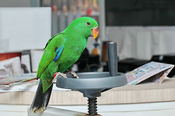 мужской эклектус попугай, два месяца. - green pea audio стоковые фото и изображения