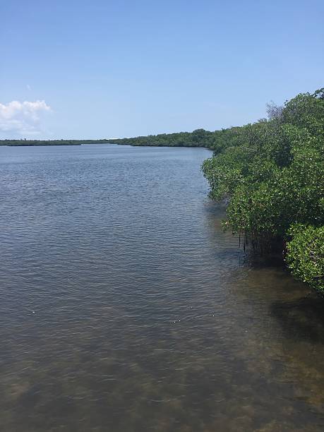 istock mangrove trees in brackish water 625947542