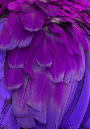 Macro photograph of a macaw's feathers, with a purple color shift.