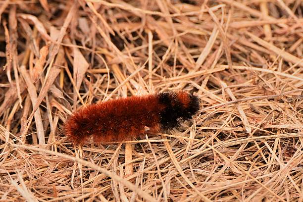 istock Woolly Bear in the Straw 625948422