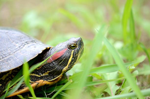 The red-eared slider turtle on green grass The red-eared slider turtle on green grass coahuilan red eared turtle stock pictures, royalty-free photos & images