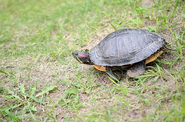 The red-eared slider turtle on green grass The red-eared slider turtle on green grass coahuilan red eared turtle stock pictures, royalty-free photos & images