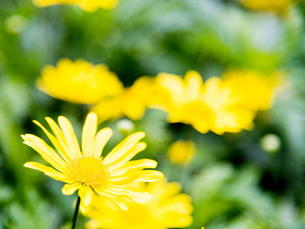 istock Yellow daisies on summer day 625953002