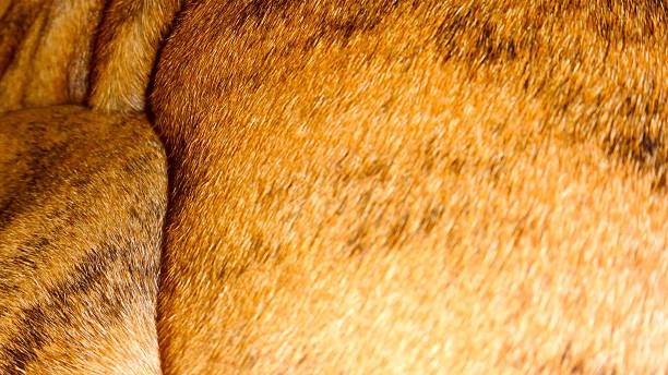 istock boxer dog hair close up 625954056