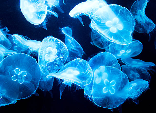eine gruppe von leuchtende quallen - jellyfish translucent sea glowing stock-fotos und bilder