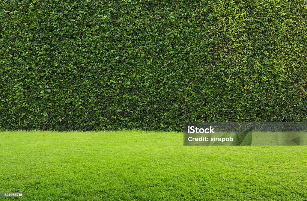 hierba verde y seto - Foto de stock de Jardín privado libre de derechos