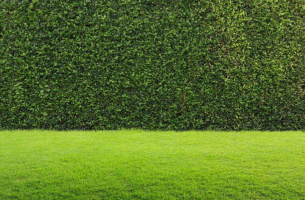 herbe verte et haie - brush fence photos et images de collection