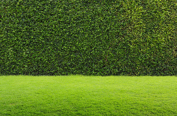 erba verde e siepe - green grass lawn front or back yard foto e immagini stock
