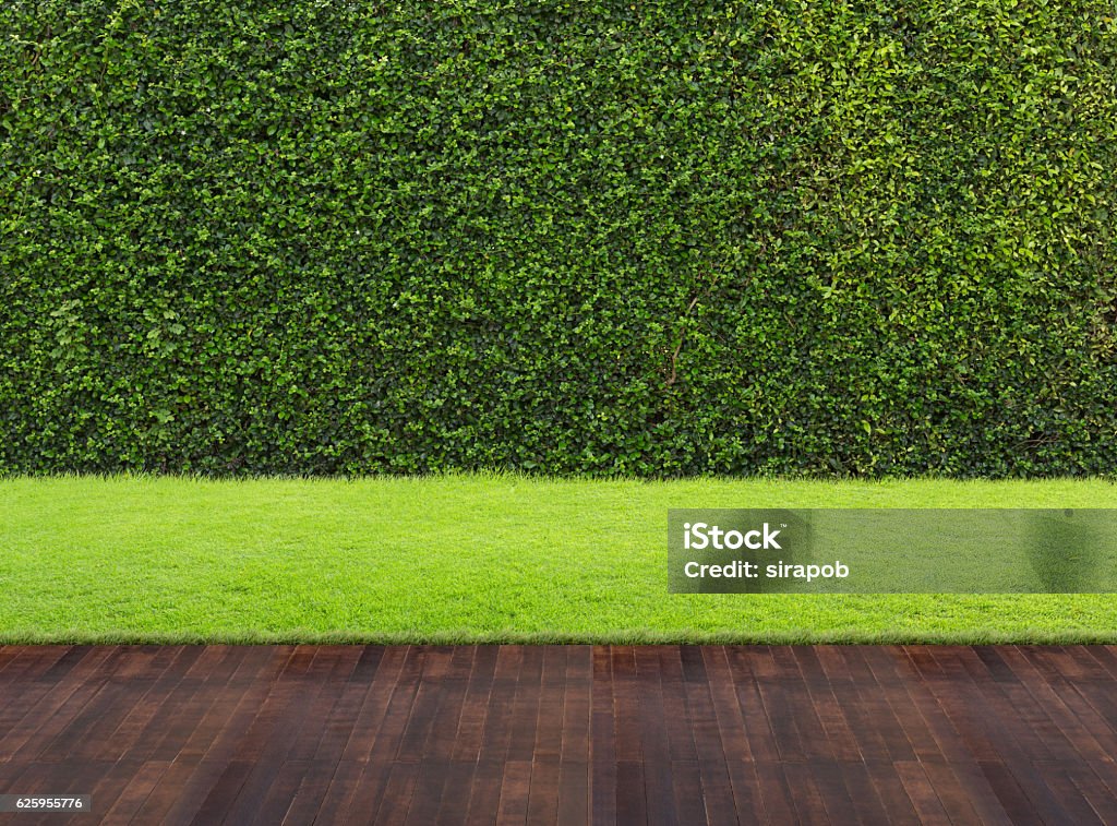 Backyard Backyard background Bush Stock Photo