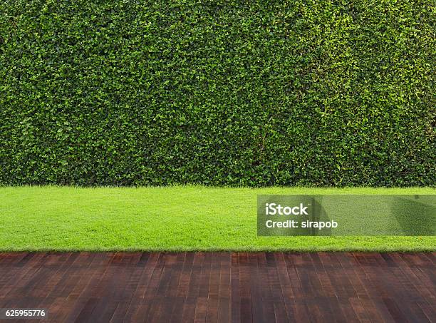 Backyard Stock Photo - Download Image Now - Bush, Landscaped, Yard - Grounds